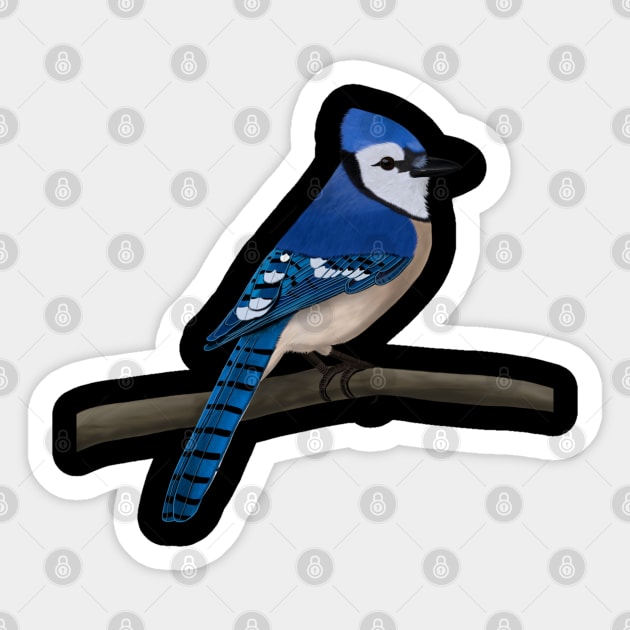 Blue Jay Bird Illustration Sticker by jzbirds